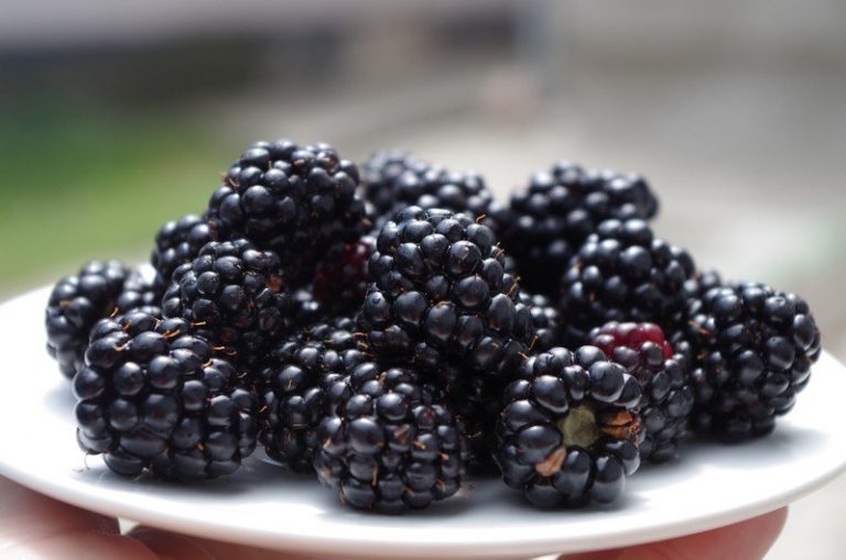 How_much_blackberries_are_in_1_cup