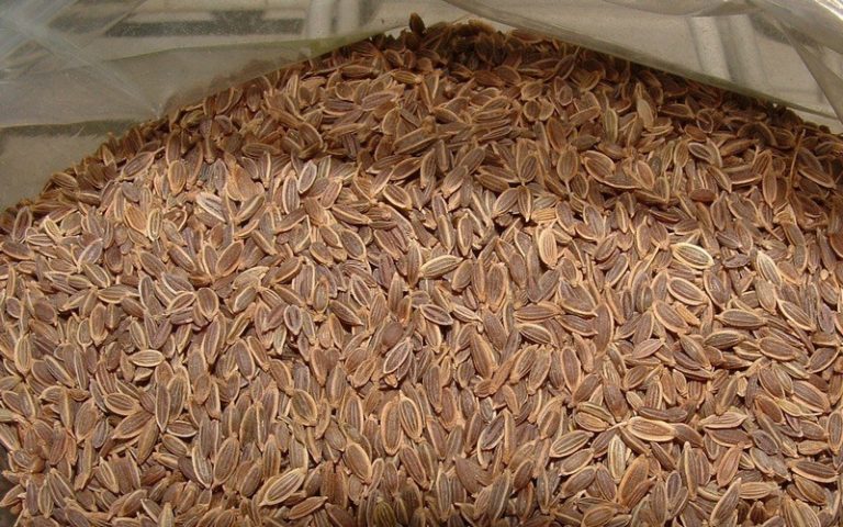 How_much_dill_seeds_are_in_a_spoon