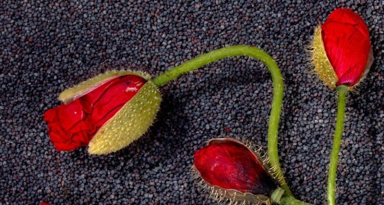 How_much_poopy_seeds_fit_into_a_tablespoon